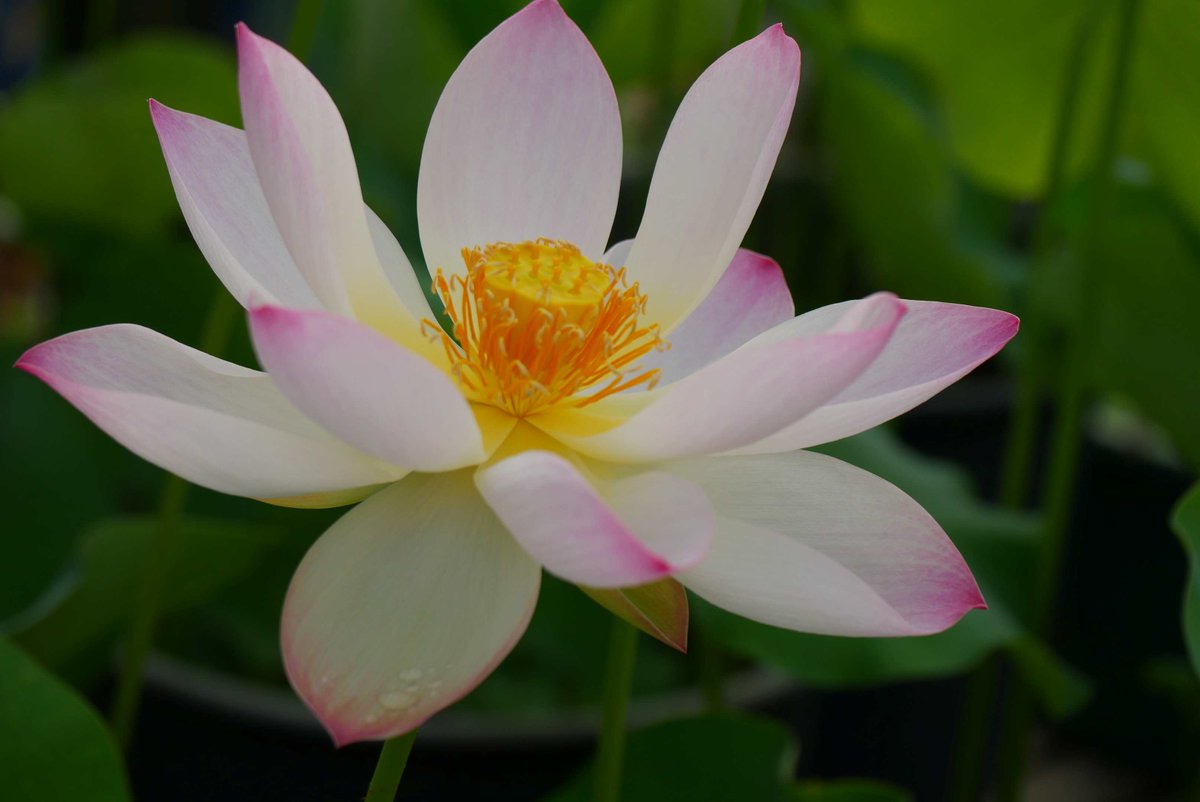 joudoji's tweet photo. おはようございます。

今朝(7月5日)の蓮開花は、青菱紅蓮初日2輪咲き(左上)、毎葉蓮(左下)、小舞妃(右上)、ルイーズ・スローカム初日(右下)。全体で9輪咲いています。 https://t.co/h6C19N26Jn