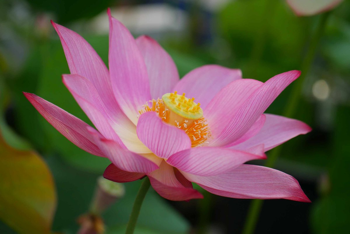 joudoji's tweet photo. おはようございます。

今朝(7月5日)の蓮開花は、青菱紅蓮初日2輪咲き(左上)、毎葉蓮(左下)、小舞妃(右上)、ルイーズ・スローカム初日(右下)。全体で9輪咲いています。 https://t.co/h6C19N26Jn