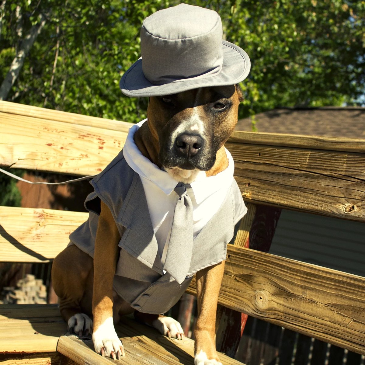 Legundogs tweet picture