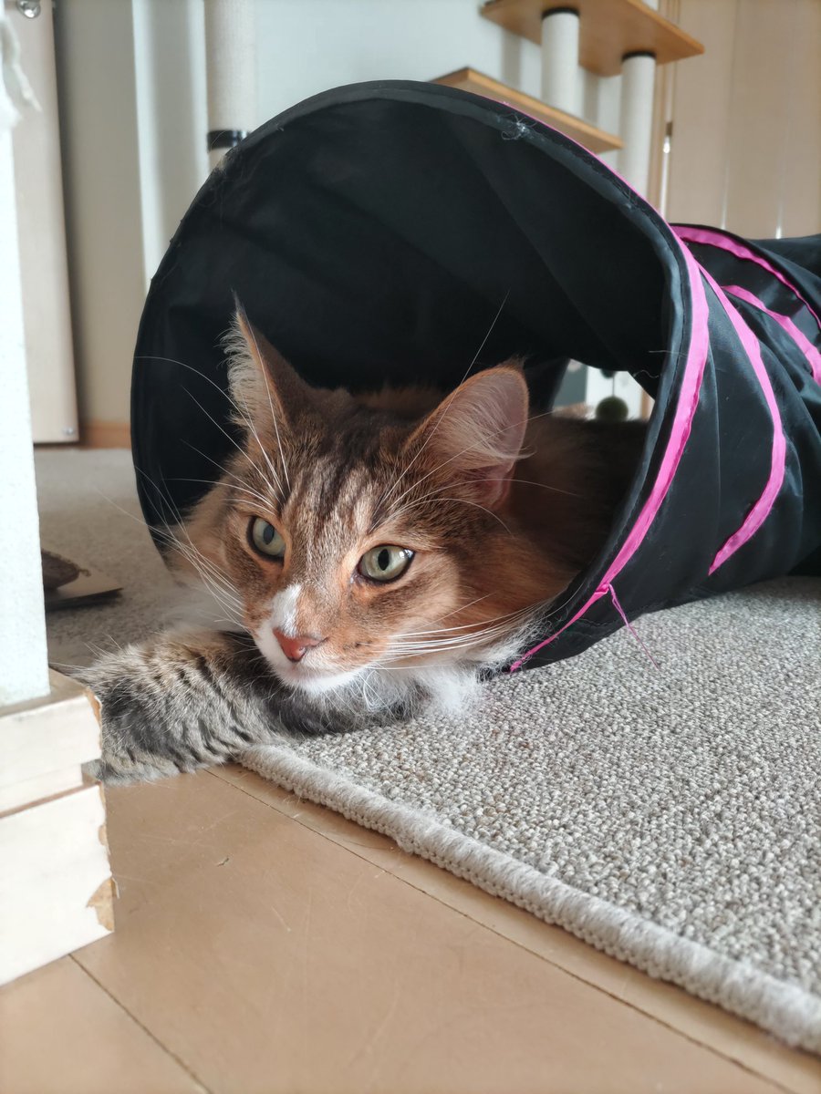 konta2wit's tweet photo. そこ好きだね☺️

まぁにゃ😼

#rien_cats https://t.co/TiAImTj412