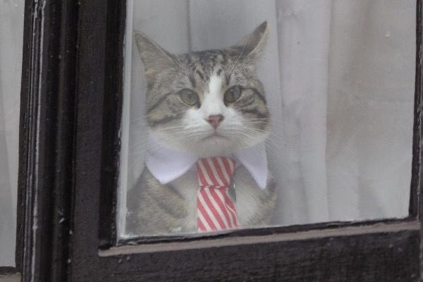 eat5G's tweet photo. Gerberts lawyer said he’s going to jail https://t.co/C232NZiEvB