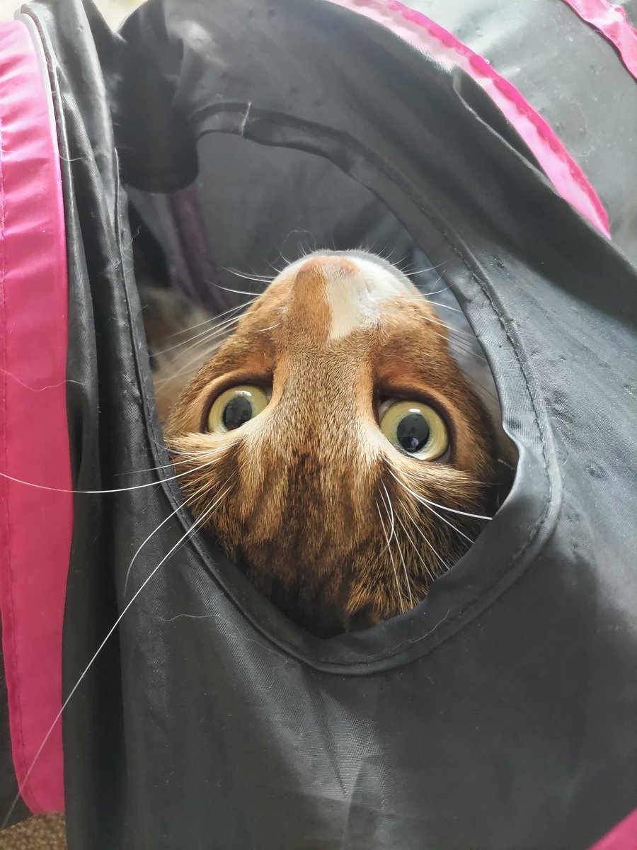 konta2wit's tweet photo. そこ好きだね☺️

まぁにゃ😼

#rien_cats https://t.co/TiAImTj412