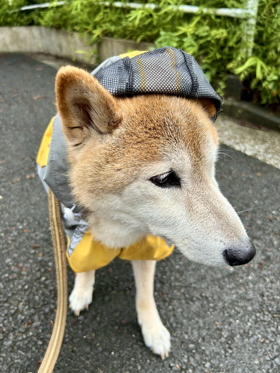 shibagin2012's tweet photo. 出たばかりの広場に戻ることを諦めなさいと説得されてる
納得いかないーぬの表情
#柴犬　#柴犬を崇めよ https://t.co/0KtHR81vue