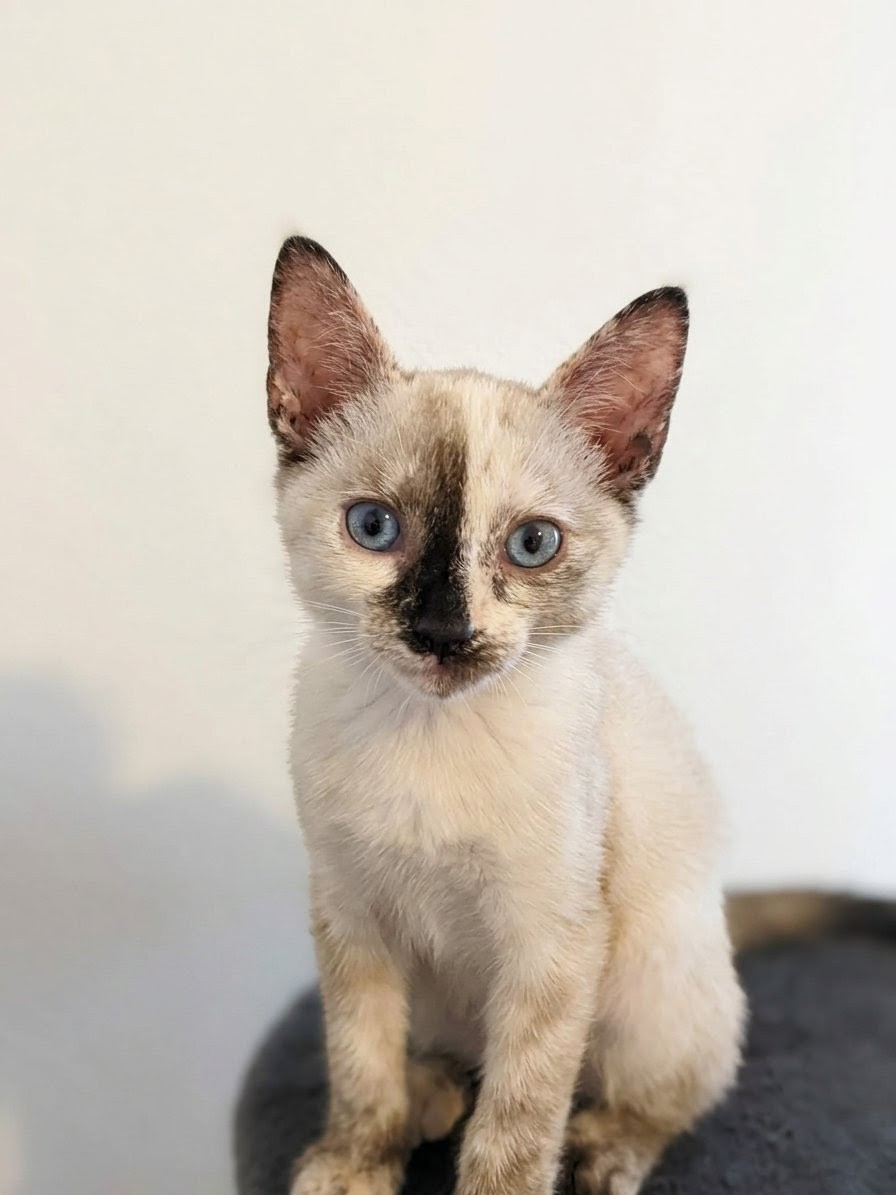 4catsVLC's tweet photo. UNA DIVA EN ADOPCIÓN! 😍
Mirad qué carita tan especial... ¡Es imposible no enamorarse de Neu! 
Esta preciosa bebé tiene solo dos meses y es un amor. 
Se entrega:
✅ Con contrato de adopción.
✅ Vacunas y desparasitación al día.

En adopción responsable:
📱678 34 76 73
#Valencia https://t.co/Z3ggkChYER
