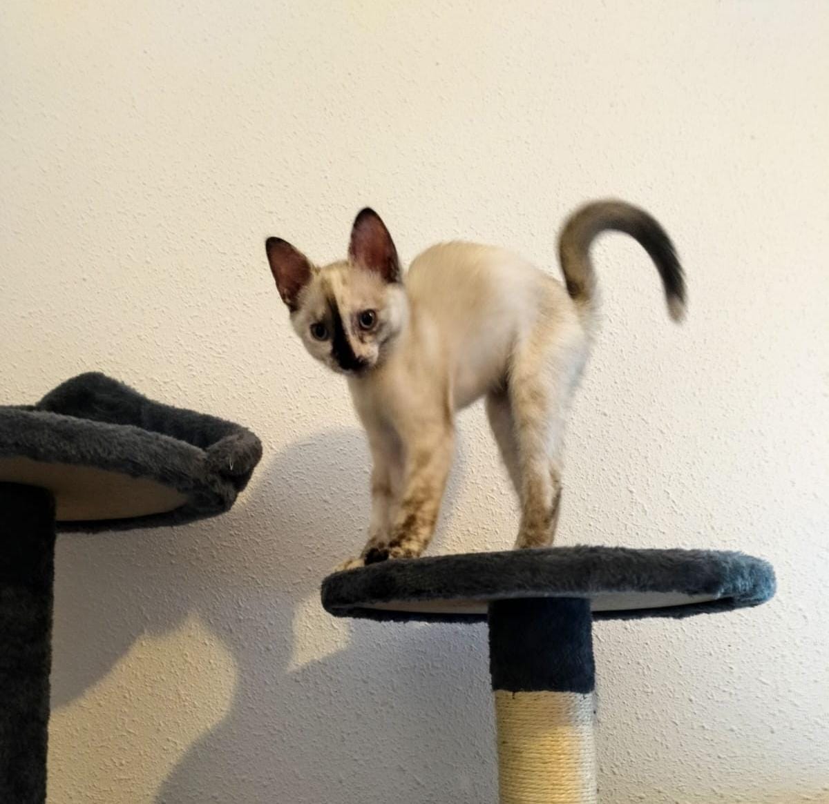 4catsVLC's tweet photo. UNA DIVA EN ADOPCIÓN! 😍
Mirad qué carita tan especial... ¡Es imposible no enamorarse de Neu! 
Esta preciosa bebé tiene solo dos meses y es un amor. 
Se entrega:
✅ Con contrato de adopción.
✅ Vacunas y desparasitación al día.

En adopción responsable:
📱678 34 76 73
#Valencia https://t.co/Z3ggkChYER
