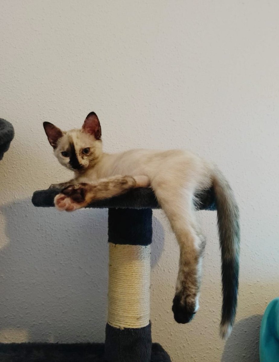 4catsVLC's tweet photo. UNA DIVA EN ADOPCIÓN! 😍
Mirad qué carita tan especial... ¡Es imposible no enamorarse de Neu! 
Esta preciosa bebé tiene solo dos meses y es un amor. 
Se entrega:
✅ Con contrato de adopción.
✅ Vacunas y desparasitación al día.

En adopción responsable:
📱678 34 76 73
#Valencia https://t.co/Z3ggkChYER