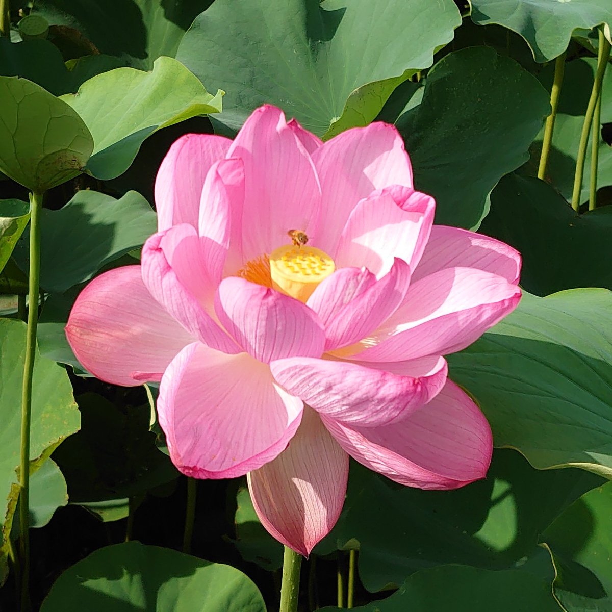 izuichi's tweet photo. 伊豆市土肥八木沢で蓮の花が咲き始めてきました😊目印🙋コンビニとところてん屋さん付近国道沿いです。 https://t.co/FwmtngS5Mu