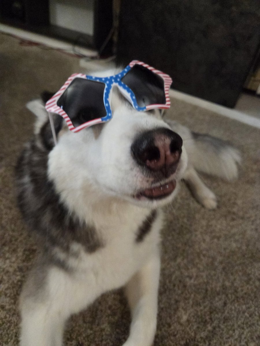 PalinskiAuthor's tweet photo. Otis wishes everyone a Happy 4th of July! 🇺🇸💥🎉🎆🎇 https://t.co/rdowbsk6cd