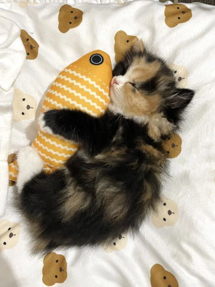 nekocatts's tweet photo. https://t.co/BjPui8xQvC