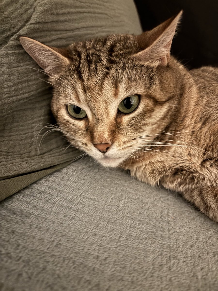 Mventoline's tweet photo. Je suis l’embêter pour faire des câlin et bisous 🙏🏼 comme elle est aigrie 99.9% de l’année et que en ce moment ça va, j’en profite https://t.co/n2ZbVgfx9O