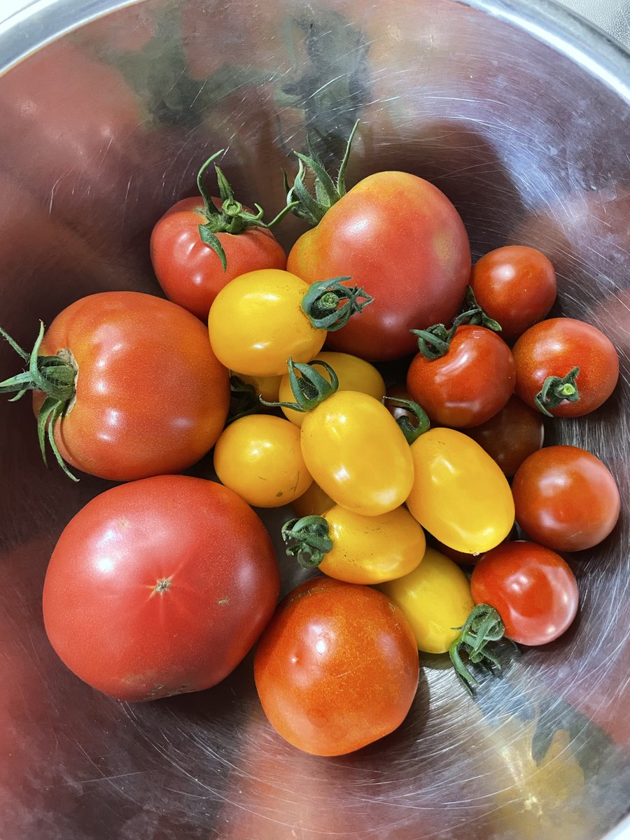 maplech's tweet photo. たくさん収穫✨
朝採れトマト🍅✨😆 https://t.co/KrJnpiuV0u