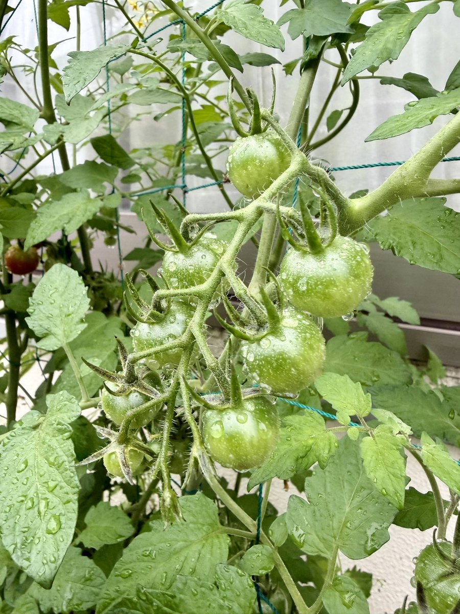 emanon00029's tweet photo. トマトって房で実がなると今さら知った😅
なんとなく毎日食べれるくらいは採れるからのんびり育てている野菜🐶 https://t.co/PMPEra3EIs