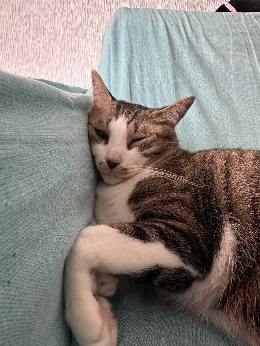 303Catlab's tweet photo. おはようございます。
朝のななちゃそ
人だと首やってしまう寝方
#303CATLAB
#猫
#猫がいる幸せ 
#猫のいる暮らし https://t.co/AA2QkpNBS9