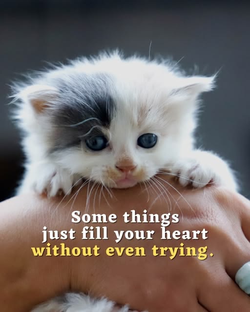 vivaneil1234's tweet photo. https://t.co/BDCwaV0TCz