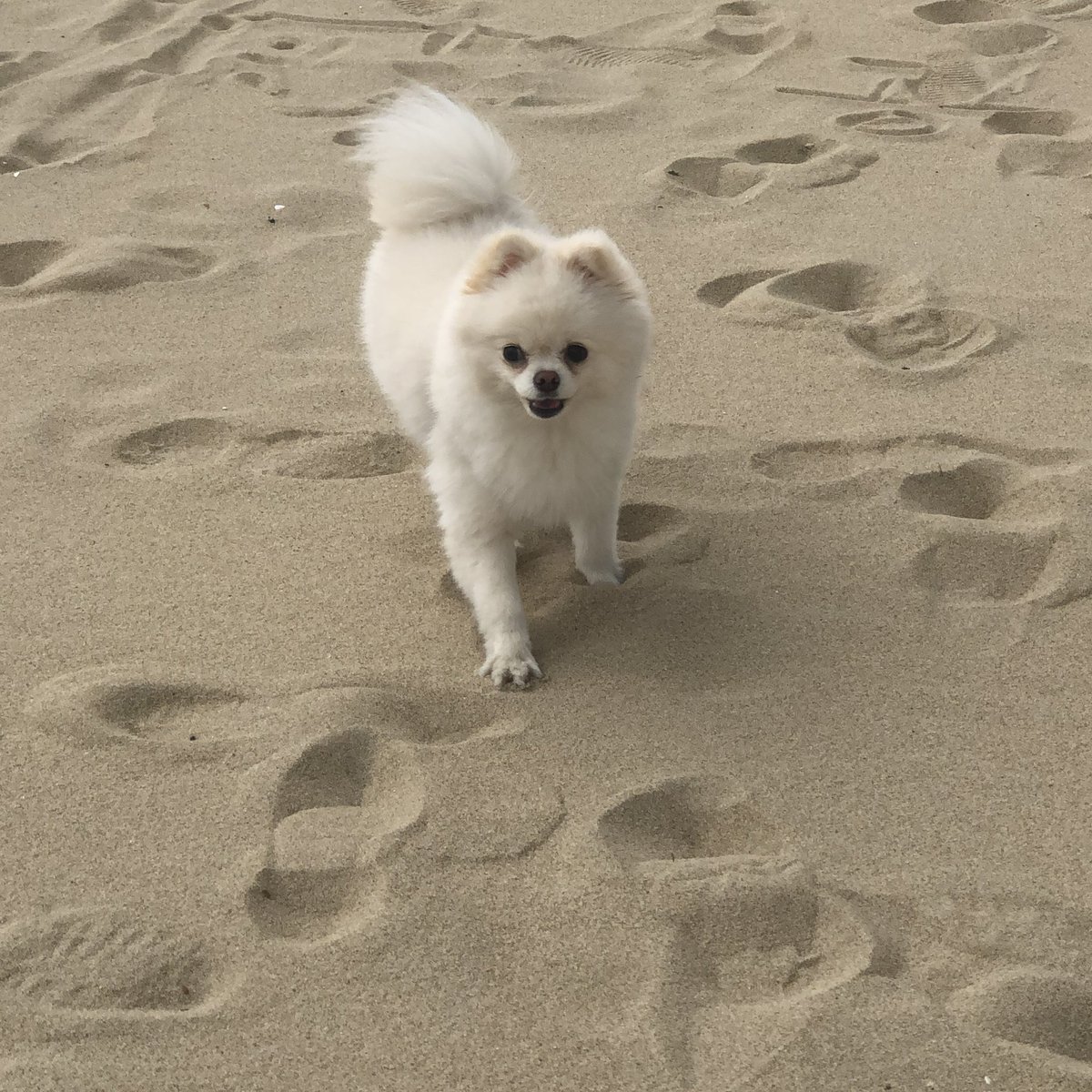 nxnxmxng's tweet photo. 강아지들 정말 졸귀둥이둥이들 ㅠㅠ https://t.co/RUaLAPrVww