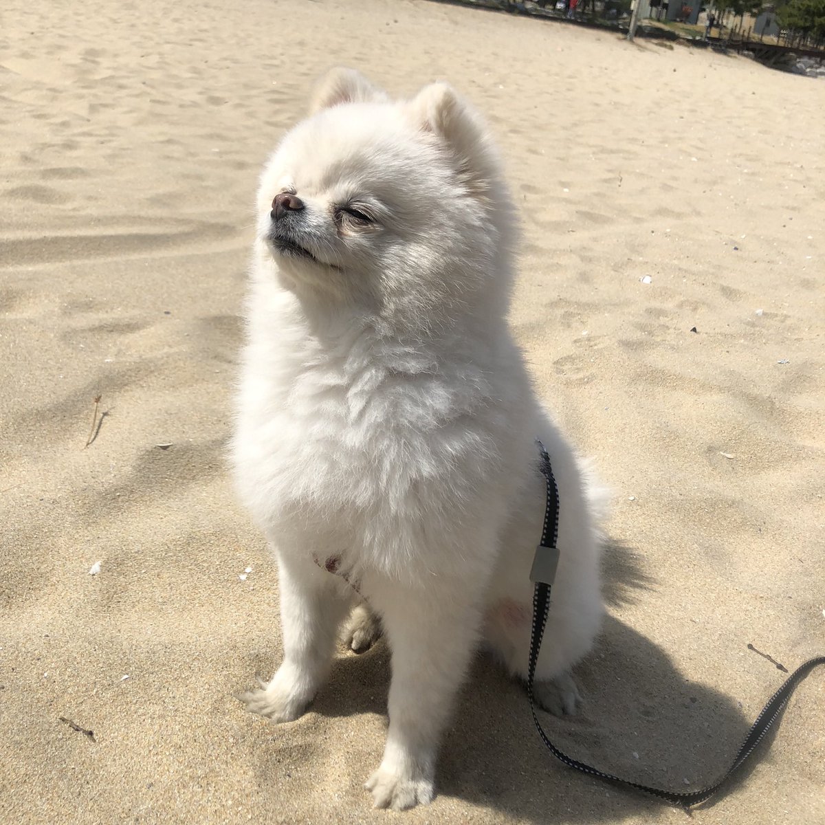 nxnxmxng's tweet photo. 강아지들 정말 졸귀둥이둥이들 ㅠㅠ https://t.co/RUaLAPrVww