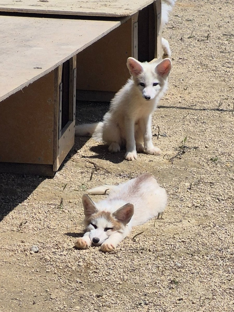 kon_fox_village's tweet photo. 伸びてるこぎつねを見るこぎつね https://t.co/Htqr8puki7