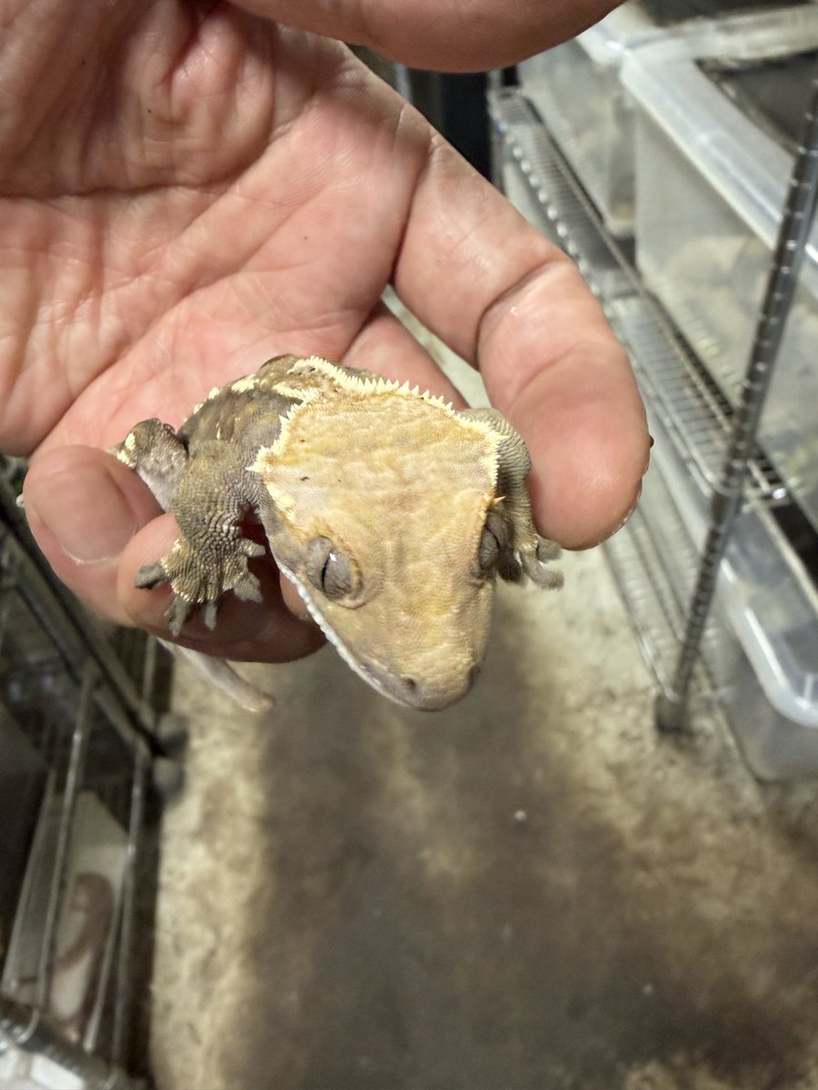 longtail_2022's tweet photo. 皆様、こんにちは😃
生体紹介は、オウカンミカドヤモリ　カプチーノ♂です🦎
コオロギを食べてます🦎
20時まで営業しますので、よろしくお願いします🦎🐢🐸🐍 https://t.co/QguEAvvR1S