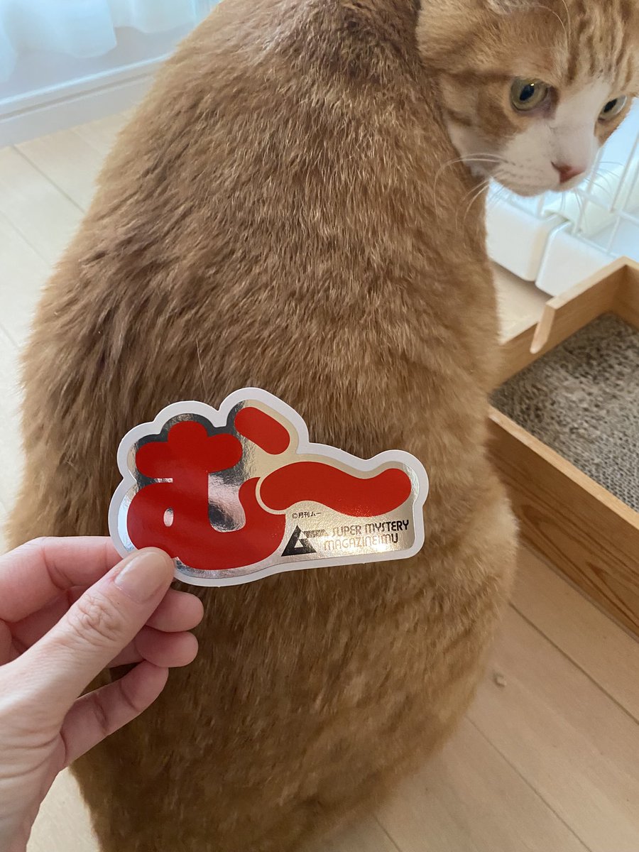 kkkojukei's tweet photo. むー🐈 https://t.co/9wN2FVkDP1