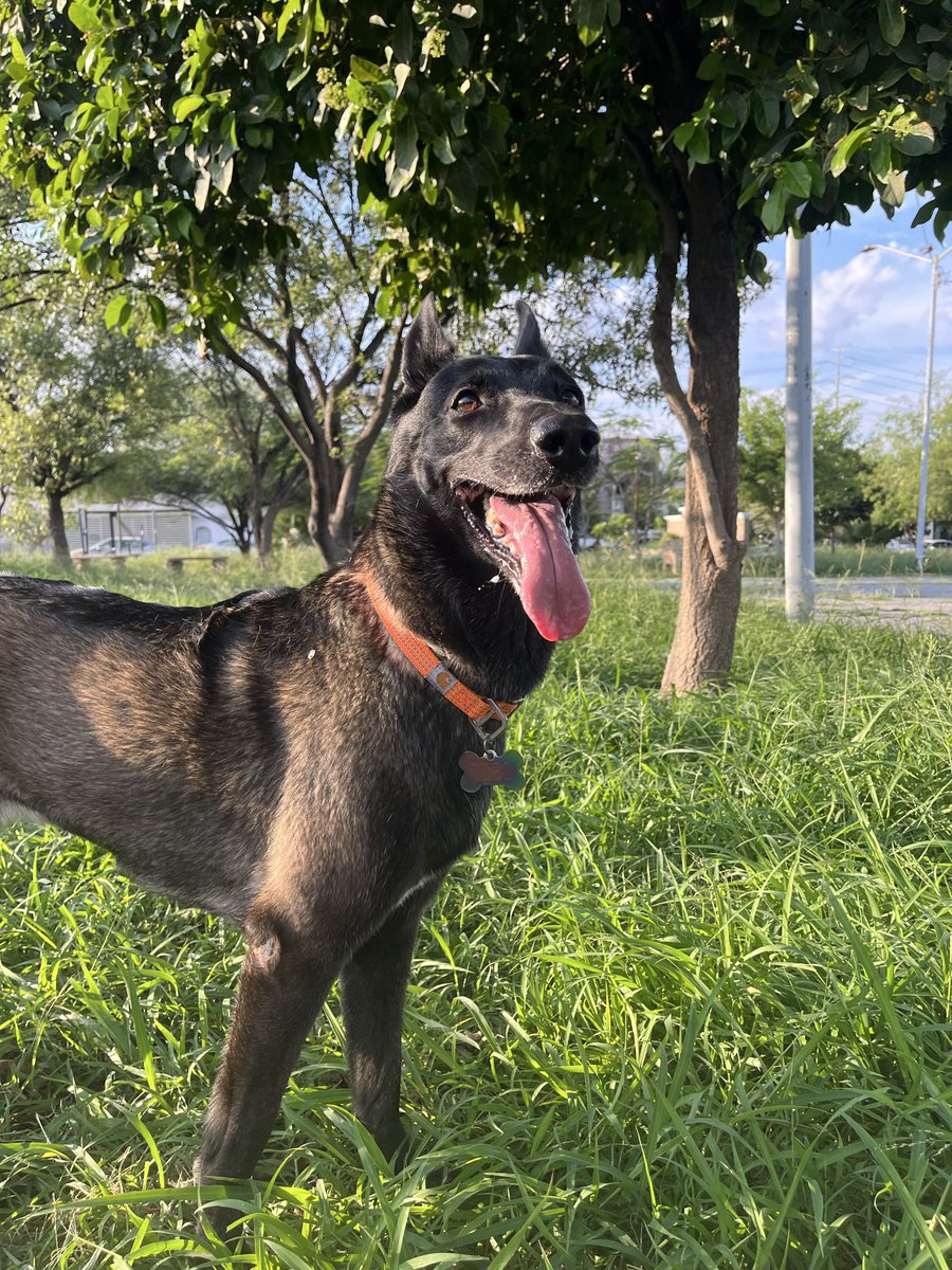 KoreArnaud's tweet photo. 🐶🍃🌳 https://t.co/bZsoRr8bcI
