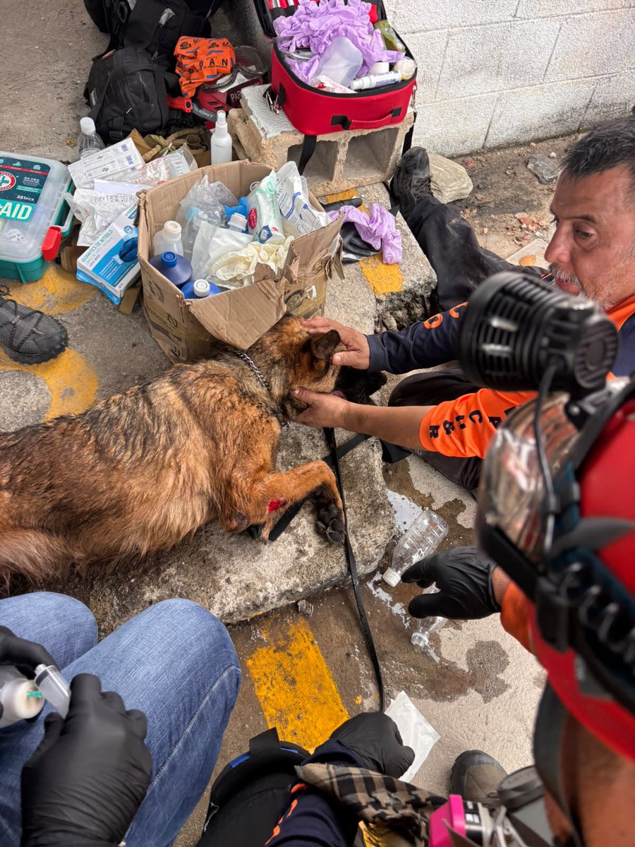 DanielCauich_'s tweet photo. En #Venezuela el Can que forma parte del equipo k9 de búsqueda y rescata de #Cancún tuvo un accidente. 

Ya el perro fue atendido y se encuentra fuera de peligro. #FuerzaVenezuela https://t.co/VsKsyKQ72T