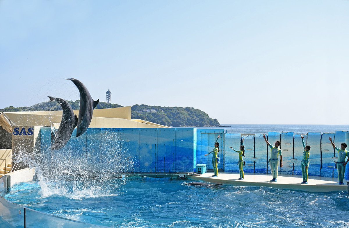 新江ノ島水族館 on X: 