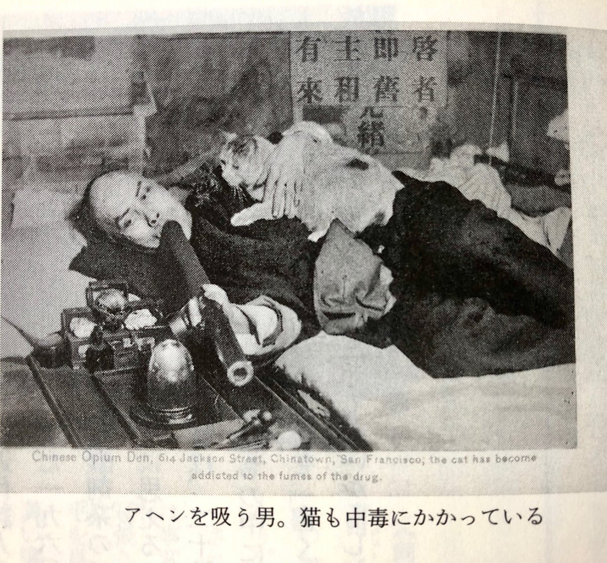 nabe1975's tweet photo. アヘンねこ（絶対にいけない） https://t.co/3gHo7tuzg5