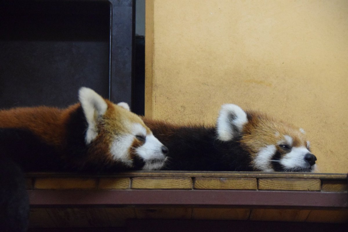 redredred775's tweet photo. 昨日の閉園間際、母と子
#日本平動物園
#レッサーパンダ
#RedPanda
#ななこ 
#ニコ https://t.co/IaEGsYhujm