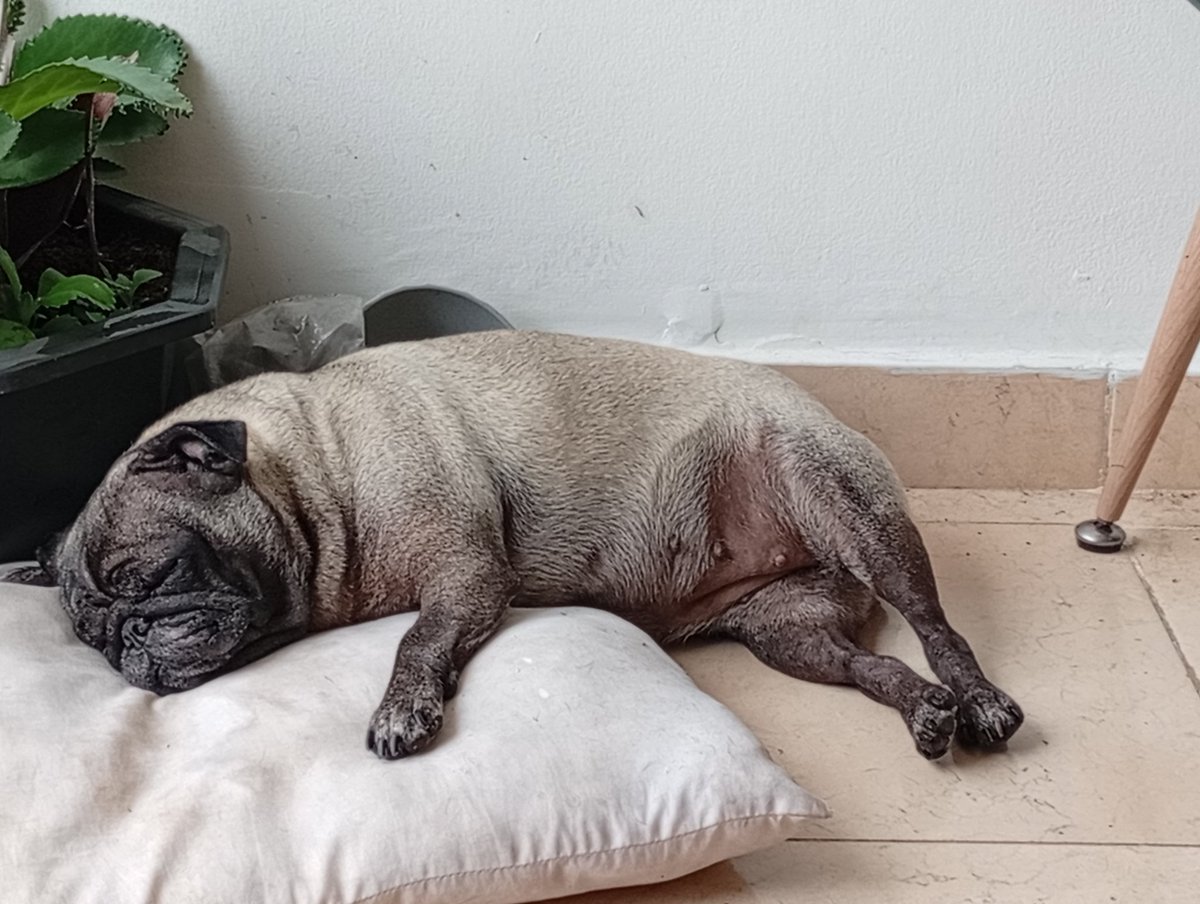 JaimeTorralvo's tweet photo. Mi primera perrita, la que siempre so��e, amor de mi vida que me abrió los ojos a un nuevo mundo y una nueva manera de amar https://t.co/0tfIFngS87