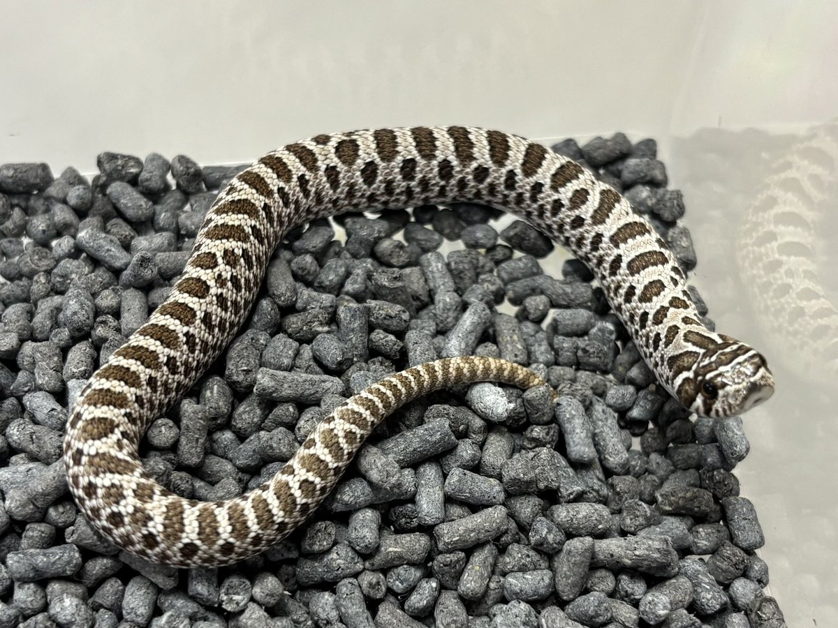 3階在庫紹介🐍 セイブシシバナヘビ ・アークティック ・セーブル