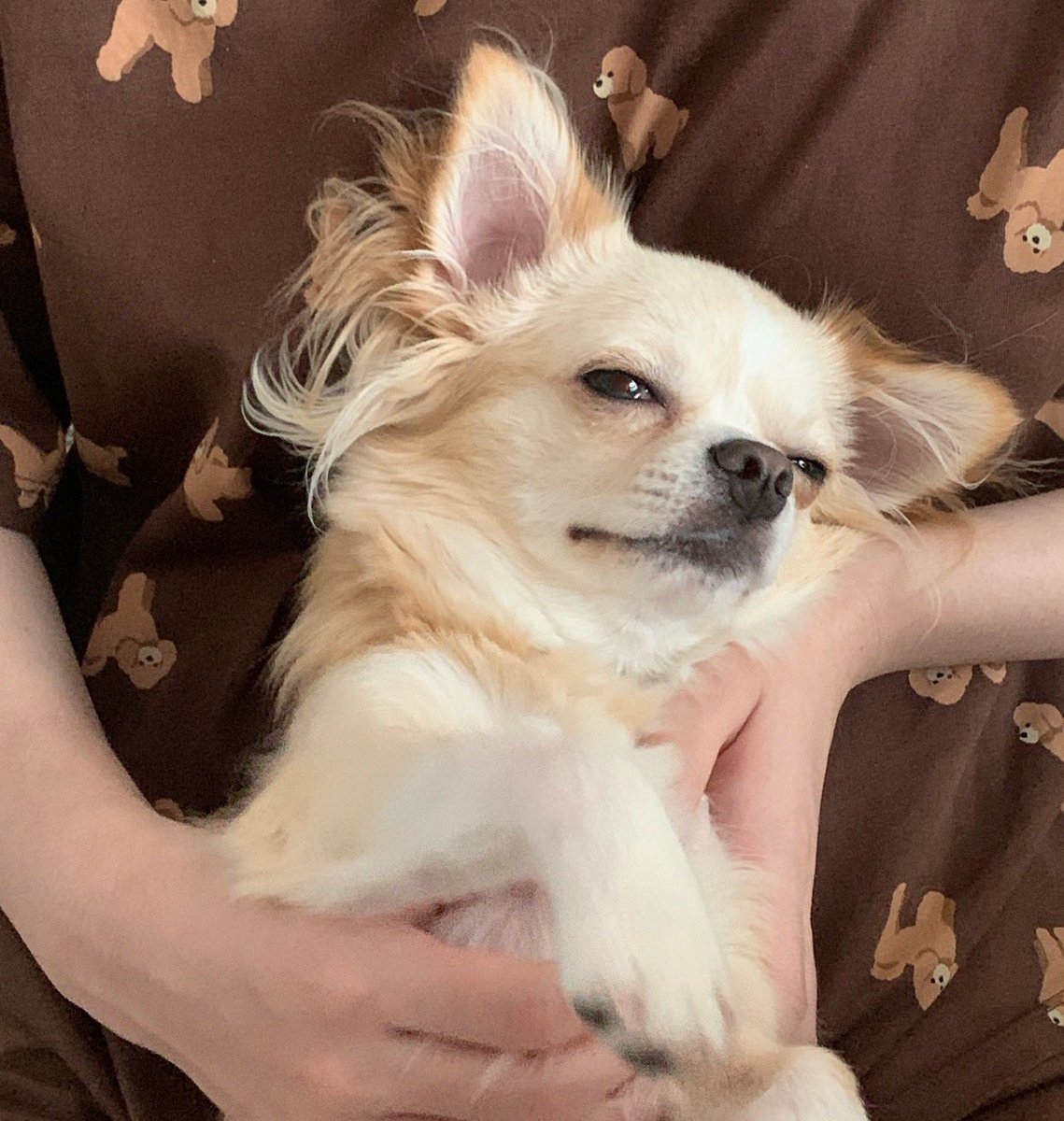 チワワ