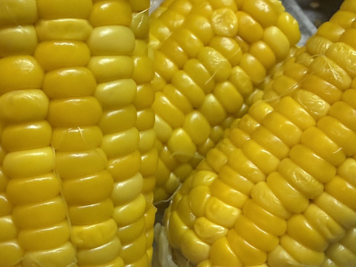 ReitoFunFab's tweet photo. 【#黄金の粒の恵み】
今日の #FUNCH は、#とうもろこし🌽
とうもろこしを巻いている最後の皮を一枚だけ残して湯がくのがおいしくなるコツです😊
茹でたてでいただきま〜す😆
甘くて美味し〜😋 https://t.co/CQLtsecD2w