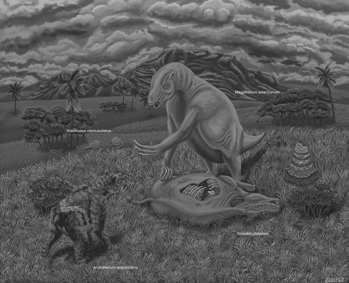 yisarrax's tweet photo. Megatherium americanum was a species of sloth the size of an elephant and weighed 3 to 4 tons, it was mainly herbivorous but possibly supplemented its diet with carrion. 

#paleoart #yisarrax #pleistocene #megatherium #giant_sloth https://t.co/5sFJ1cstjG