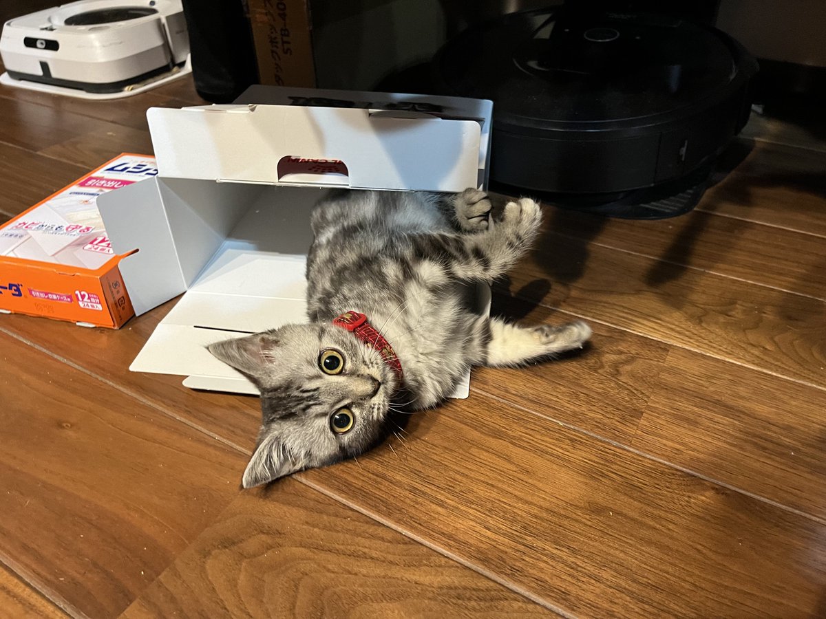 tomashi0510's tweet photo. ねこいる。there is a cat https://t.co/yEnP7wh5Cg