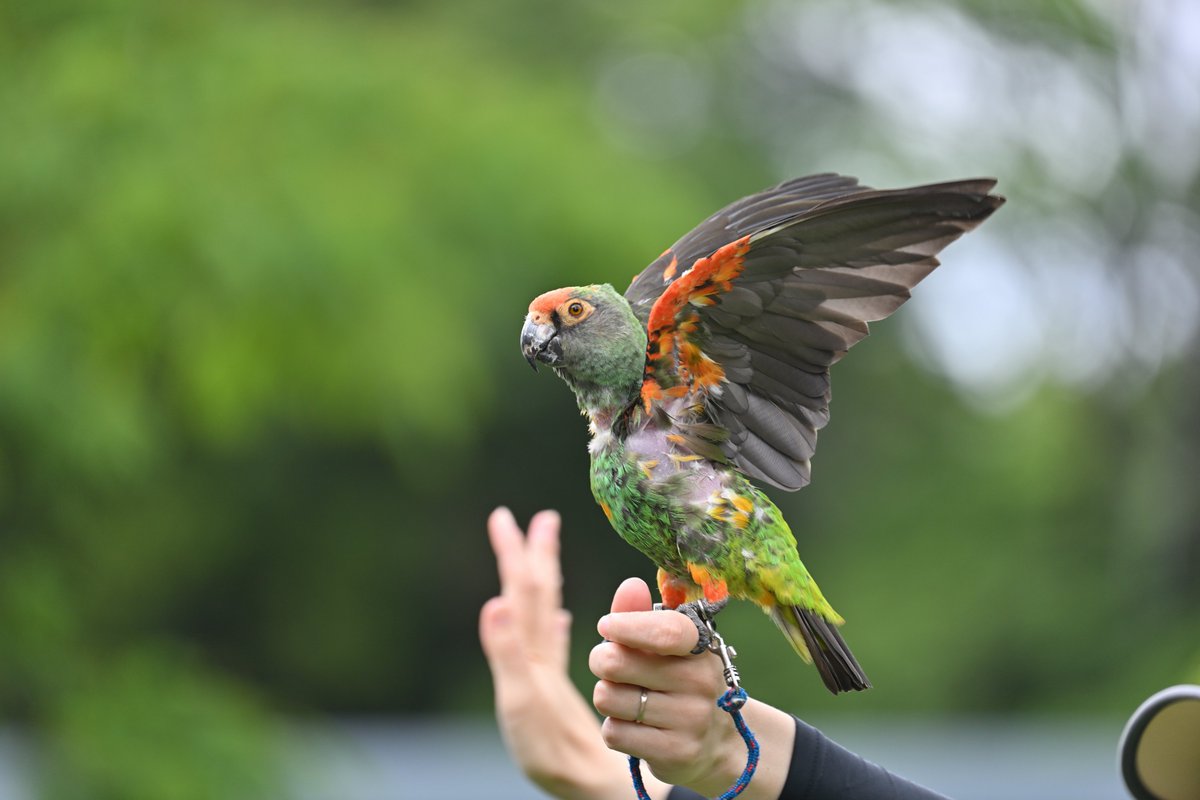 chiezo2005's tweet photo. #ズアカハネナガインコのエール
#ズーラシアde七夕
#ズーラシア
#バードショー
2026/6/24
ゆっくりめの万歳と
”お疲れさまでした!”でショーをしめてくれるエールです。
#ズアカハネナガインコ
#RedfrontedParrot
#ZORASIA https://t.co/IBKKMMxaMl
