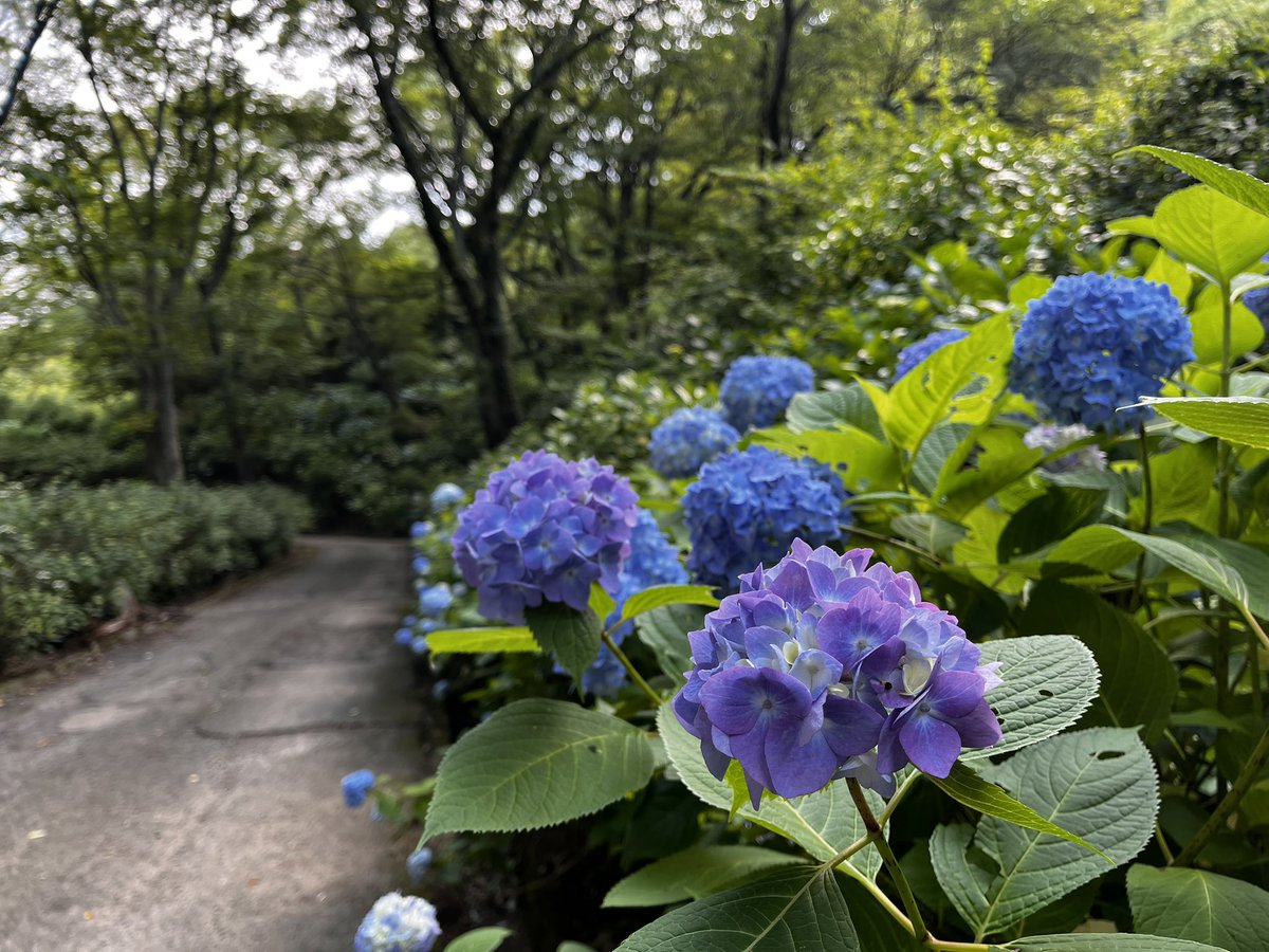 ya_ay_l's tweet photo. 生駒縦走
東大阪市枚岡からスタート
眼下に花園ラグビー場

あじさい園
生駒山系は広範囲に及び園地が整備されている

氷室の水として利用されたという室池を経由し、三好長慶 飯盛城跡
曲輪伝いに歩くと尾根を利用した大規模な山城だと思った

銅像は四條畷の合戦 楠木正行
四條畷方面に下山 https://t.co/yR0EGKNWGu