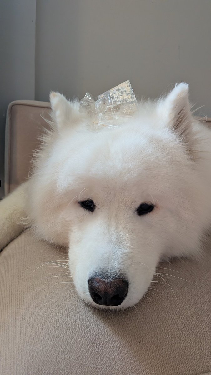 Nozjpca's tweet photo. 飼い主にテープを貼り付けられたもち。全然気にしてない様子…いや気にしてくれよ… https://t.co/X8fz52FxtC