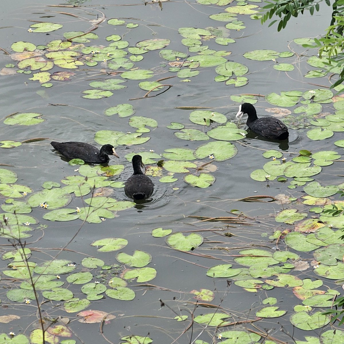 birdingnotes tweet picture