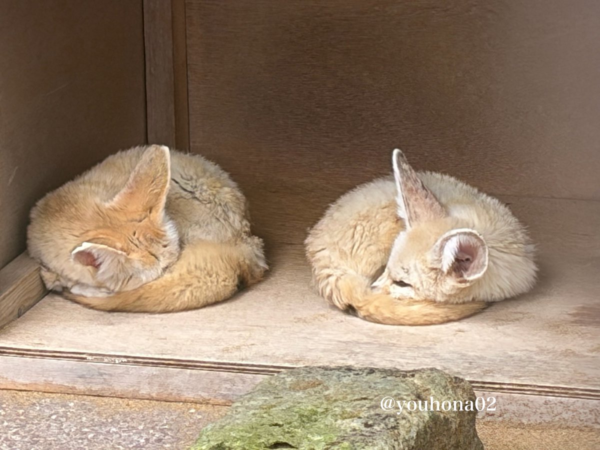 924runa's tweet photo. 時間空けて見に行く度に
色んな体制で、いつも仲良くくっついて寝んねしている姿が可愛いい

ごはんの時は欲張って威嚇していたりするいなりちゃんなのに🤭 https://t.co/XIb1P6KWFL