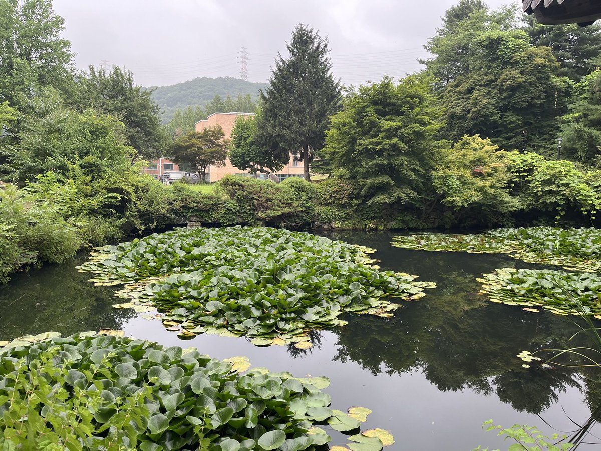 solmirfather's tweet photo. 사실 어제(7/4,토) 이른 아침의 계획(?)은 이랬다. 
녹음이 한가득 우거진 #학의정(#한국학중앙연구원) 사진을 찍으면서 😏 흐믓 😊하게 혼자 ~
‘이따가 작업 마치고 오늘은 한여름 나.만의 멋(?)을 기록📝으로 남겨 놓자’ 😎 
.
#땡삐(#땅벌)가 날 집단으로 #다구리.하기 전.까진 그랬다 😓 https://t.co/iKUF4oVrb5