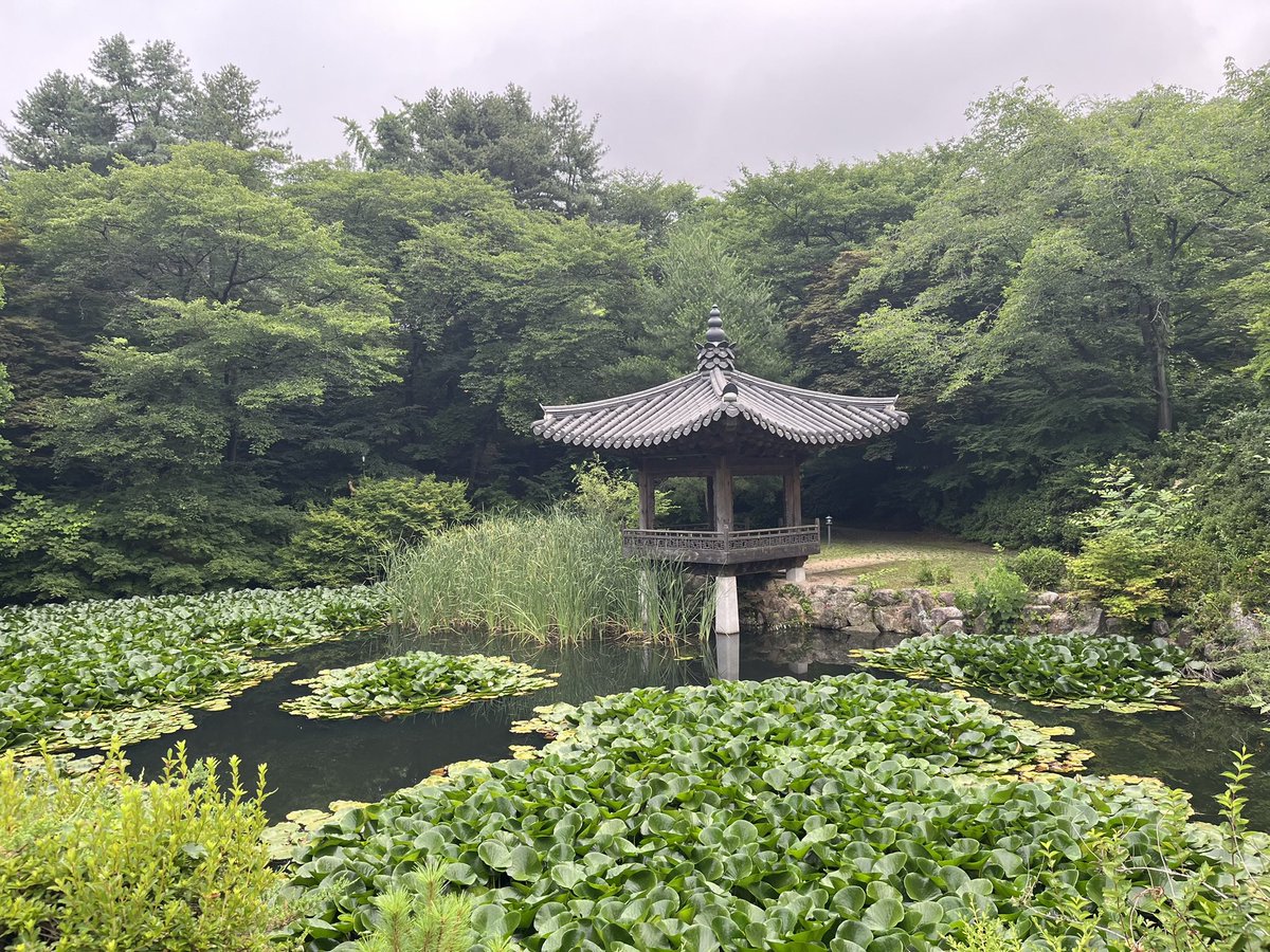 solmirfather's tweet photo. 사실 어제(7/4,토) 이른 아침의 계획(?)은 이랬다. 
녹음이 한가득 우거진 #학의정(#한국학중앙연구원) 사진을 찍으면서 😏 흐믓 😊하게 혼자 ~
‘이따가 작업 마치고 오늘은 한여름 나.만의 멋(?)을 기록📝으로 남겨 놓자’ 😎 
.
#땡삐(#땅벌)가 날 집단으로 #다구리.하기 전.까진 그랬다 😓 https://t.co/iKUF4oVrb5