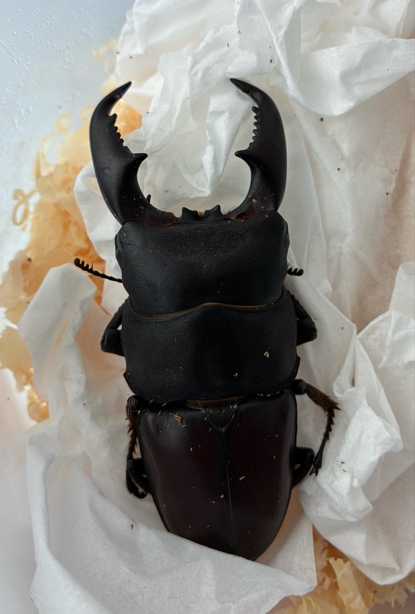 Breeding_Insect's tweet photo. WF1 カガヤンヒラタ初羽化✨
昨年の9月にimabaさんから購入したWD♀の持腹個体 https://t.co/qaD9OPCLkO