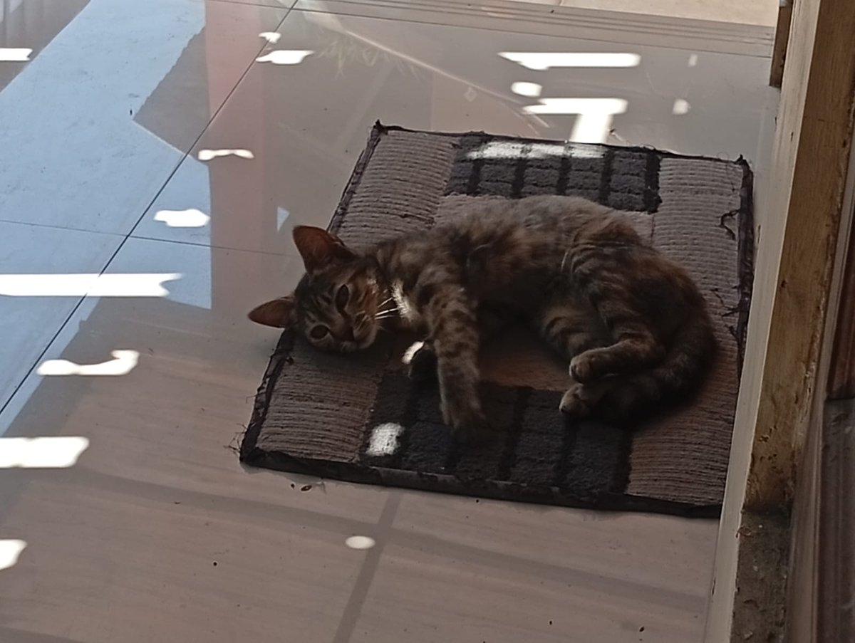 ma_jas_'s tweet photo. Tiba-tiba di teras rumah ada kucing liar 😺 https://t.co/b8UMkHfRX6