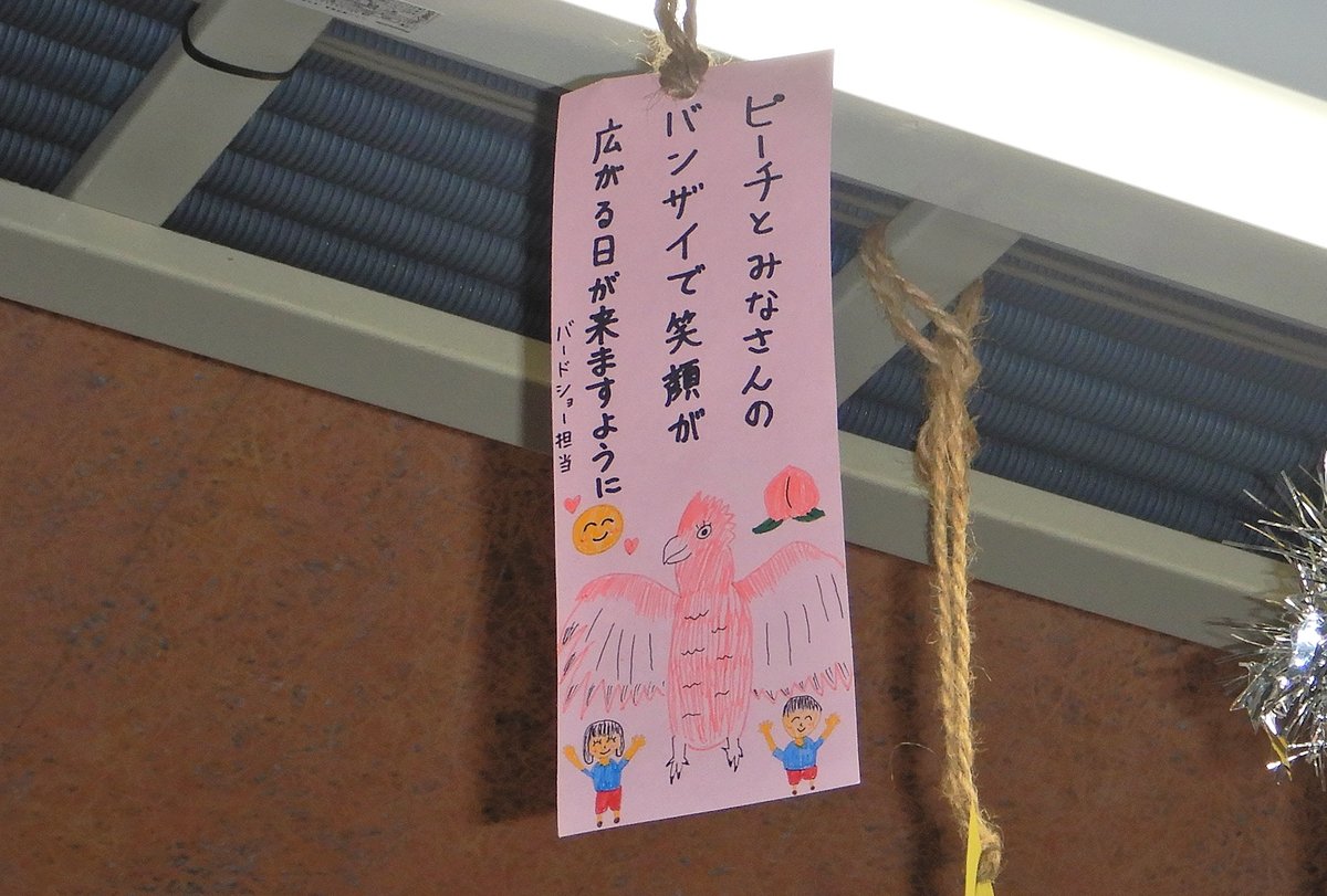 chiezo2005's tweet photo. #モモイロインコのピーチ
#ズーラシアde七夕
#ズーラシア
#バードショー
2026/6/24

ショー出演に向けて日々特訓中のピーチです。
冠羽を立てたゴージャスなバンザイをショーでみたいですね。

#モモイロインコ
#Galah
#ZOORASIA https://t.co/8slmP2Ldt7