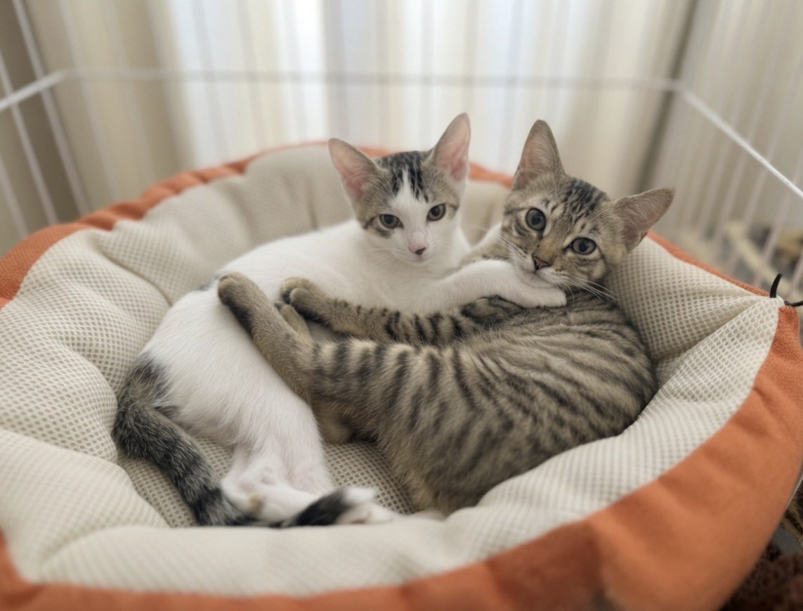 ponsuda67's tweet photo. 保護猫兄妹を受け入れて無事1ヶ月経ちました👏

左：来たばかり
右：1ヶ月後

来た時は二人伸び伸び入っていたベッドも、今は丸まってやっと収まるサイズに…😌

それでも兄妹仲良くピッタリくっついて寝てる姿がたまらなく可愛いです✨
これからも元気に育ってね！

#保護猫 #猫好きさんと繋がりたい https://t.co/JwADRNiVkz