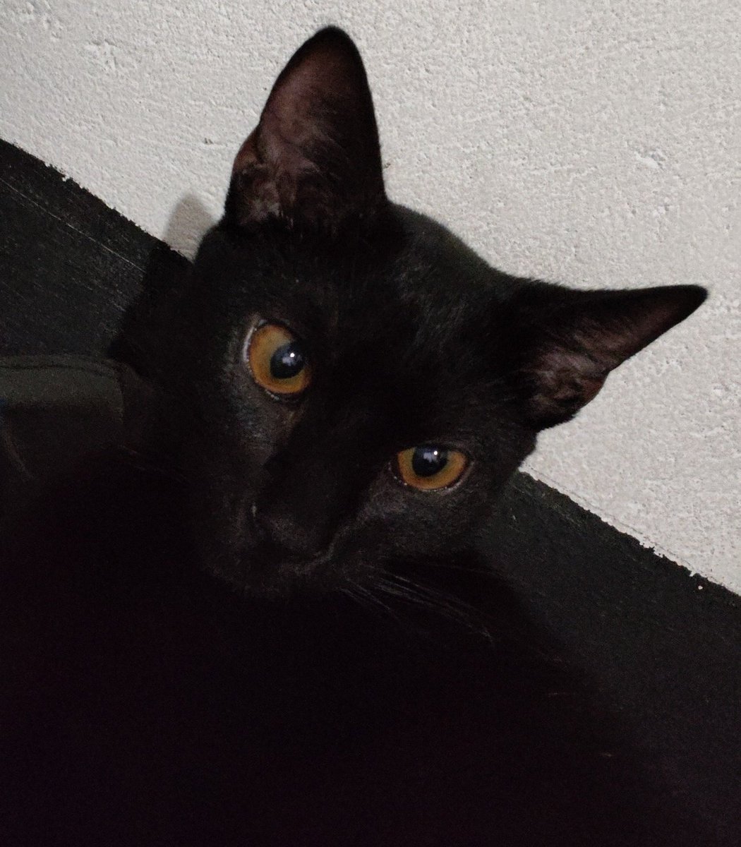 X28fxck's tweet photo. tava com raiva pq meu gato quebrou minhas preciosidades e falando mal dele aq mas agora esse diabinho tá todo fofo deitado no meu peito ronronando como se nada tivesse acontecido maldito 🤬 https://t.co/MtVcQUitOp