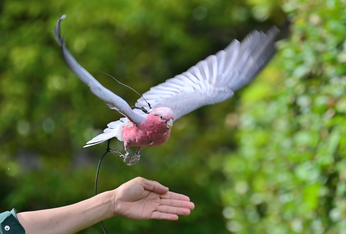chiezo2005's tweet photo. #モモイロインコのピーチ
#ズーラシアde七夕
#ズーラシア
#バードショー
2026/6/24

ショー出演に向けて日々特訓中のピーチです。
冠羽を立てたゴージャスなバンザイをショーでみたいですね。

#モモイロインコ
#Galah
#ZOORASIA https://t.co/8slmP2Ldt7