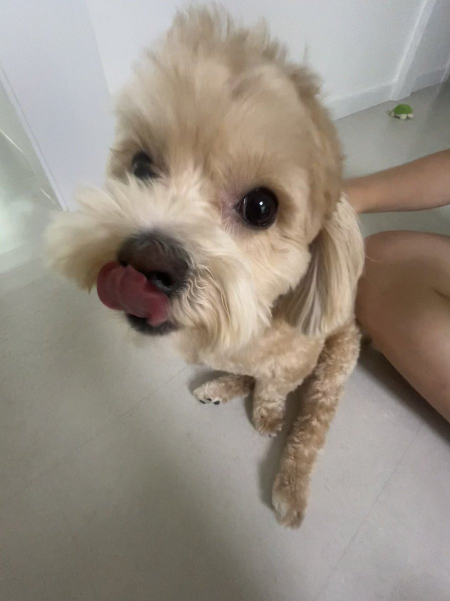 2quallw's tweet photo. 우리집똥강아지너무귀여워 https://t.co/E0FoR3MWUt
