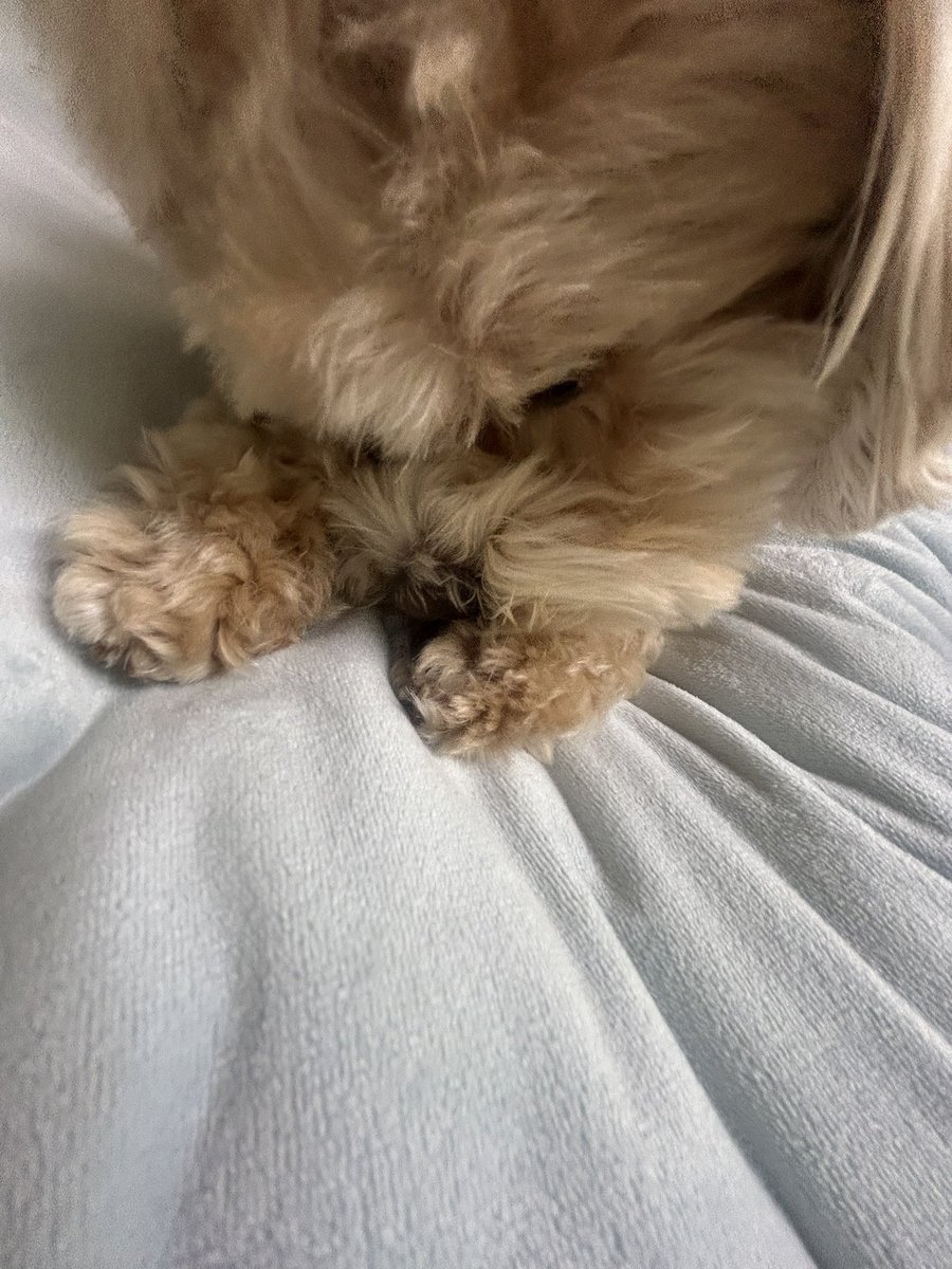 2quallw's tweet photo. 우리집똥강아지너무귀여워 https://t.co/E0FoR3MWUt