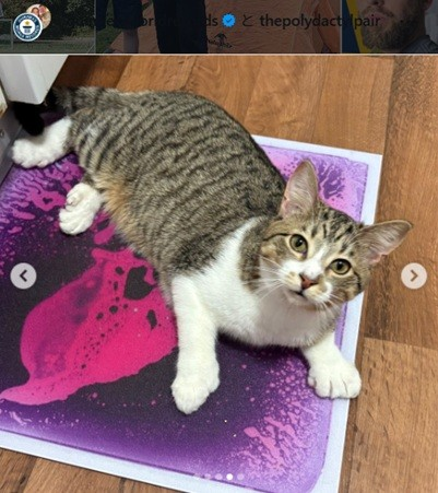 livedoornews's tweet photo. 【健康】足の指の合計が28本！子猫がギネス世界記録に認定 アメリカ
https://t.co/1JOb9GXcSY

米で暮らす生後10カ月の子猫「トビー」は獣医師によって珍しい先天性異常が確認され、多指症とされた。飼い主によるとトビーはとても健康だが、入念な爪切りが必要（爪も30本ある）だという。 https://t.co/jVJVlFUznN